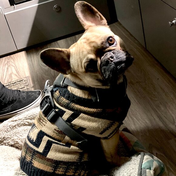 Pendleton Harding Pet Sweater Size Large - Picture 3 of 10